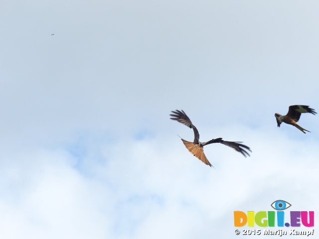 FZ023127 Red kites (Milvus milvus)